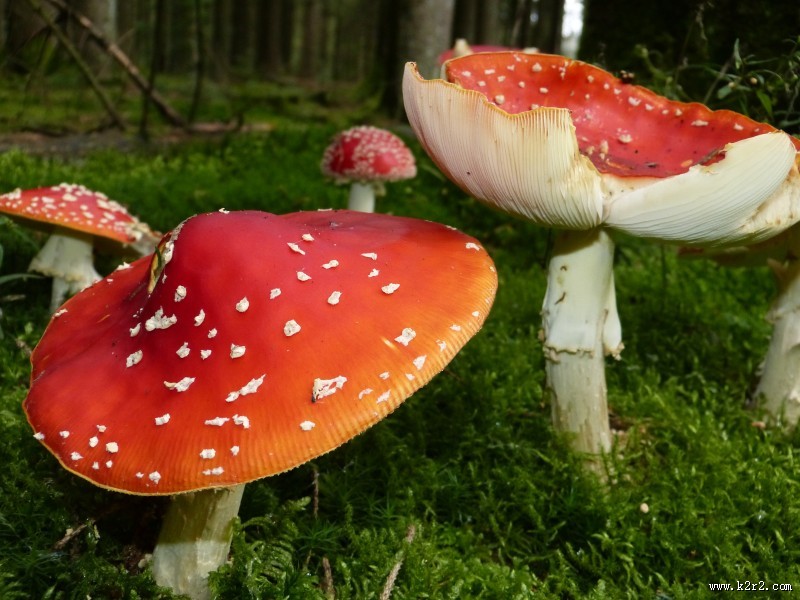颜色鲜艳的毒蘑菇图片