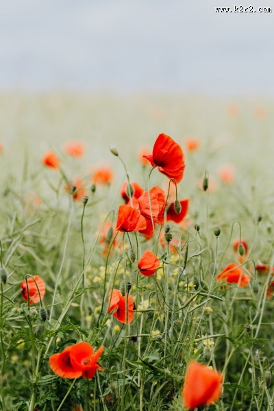 一片鲜红的罂粟花图片