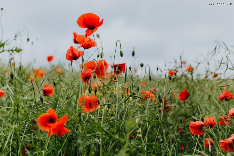 一片鲜红的罂粟花图片