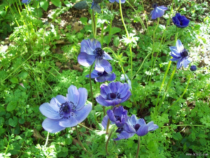 秀美的银莲花图片大全