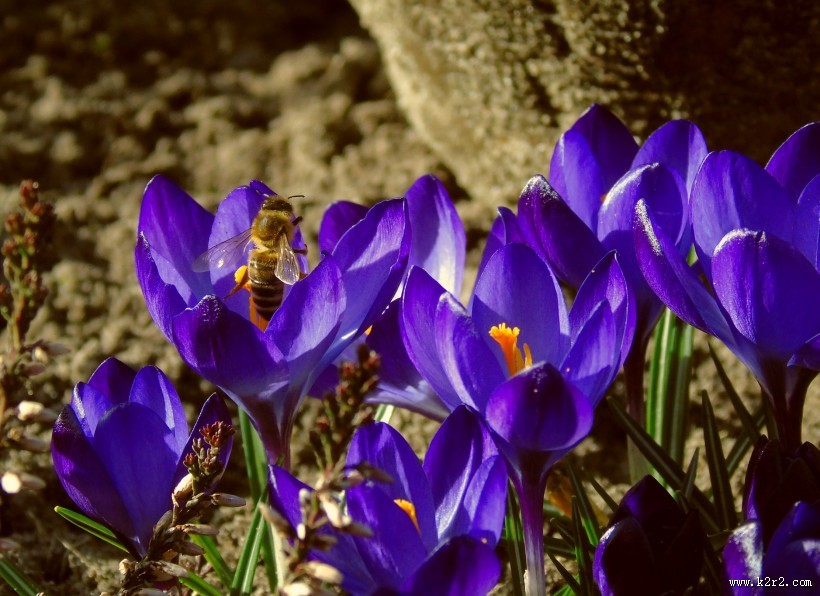 紫色的藏红花图片