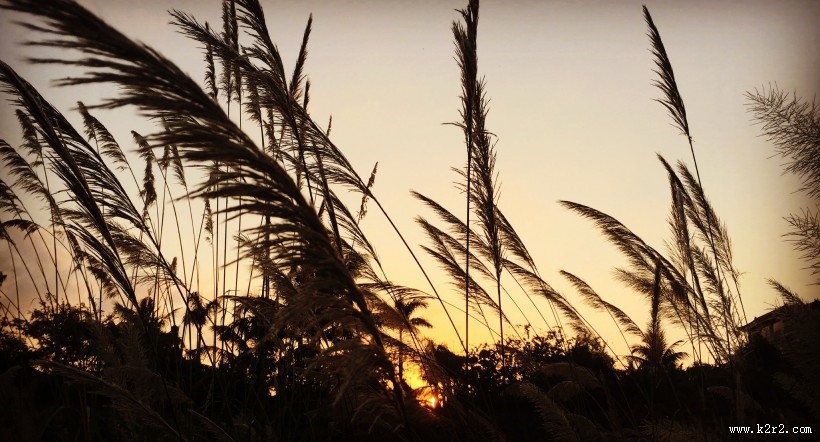 漂亮柔韧的芦苇图片