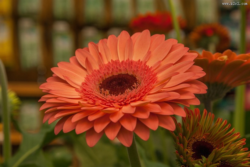 多种颜色的非洲菊图片