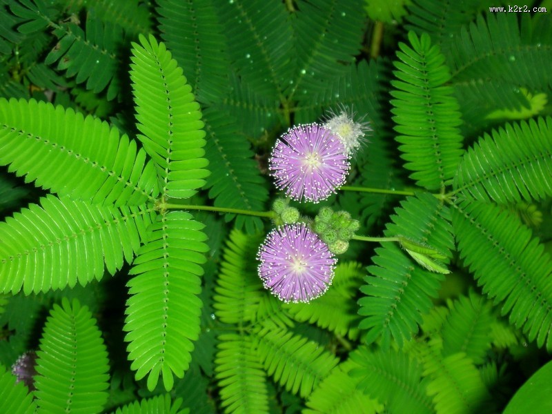 含羞草的花图片