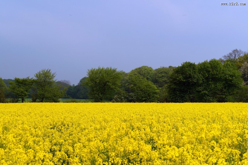无边的油菜花田图片大全