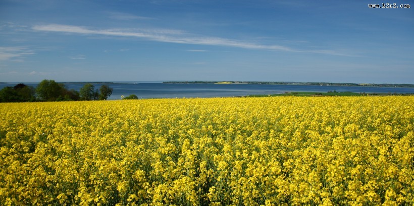 无边的油菜花田图片大全