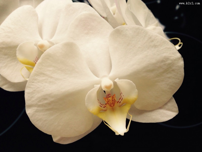 白色的蝴蝶兰图片大全