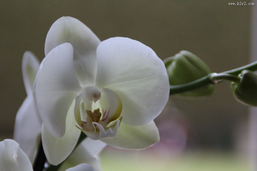 白色的蝴蝶兰图片大全