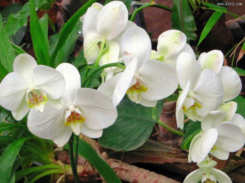 白色的蝴蝶兰图片大全