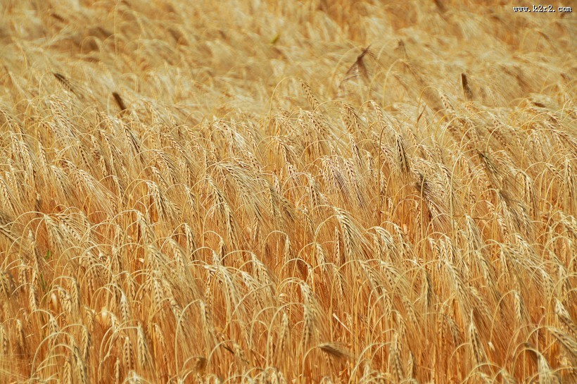 一片金黄的麦田图片大全
