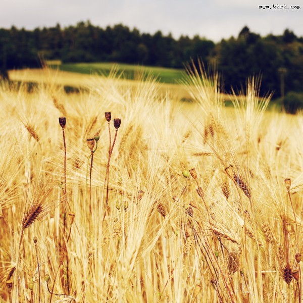 一片金黄的麦田图片大全