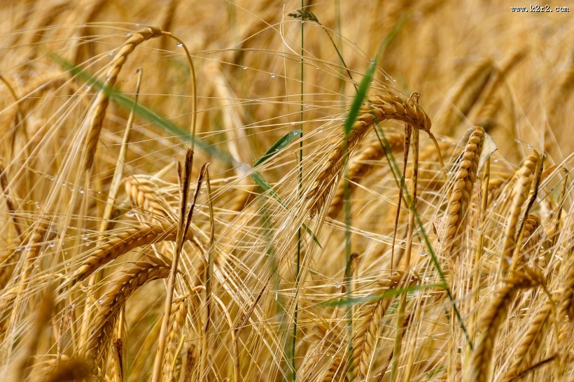 一片金黄的麦田图片大全