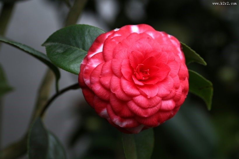 不同颜色的茶花图片