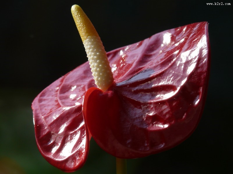鲜艳的红掌花图片