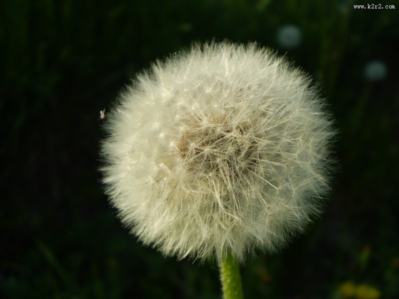 毛绒绒的蒲公英图片大全