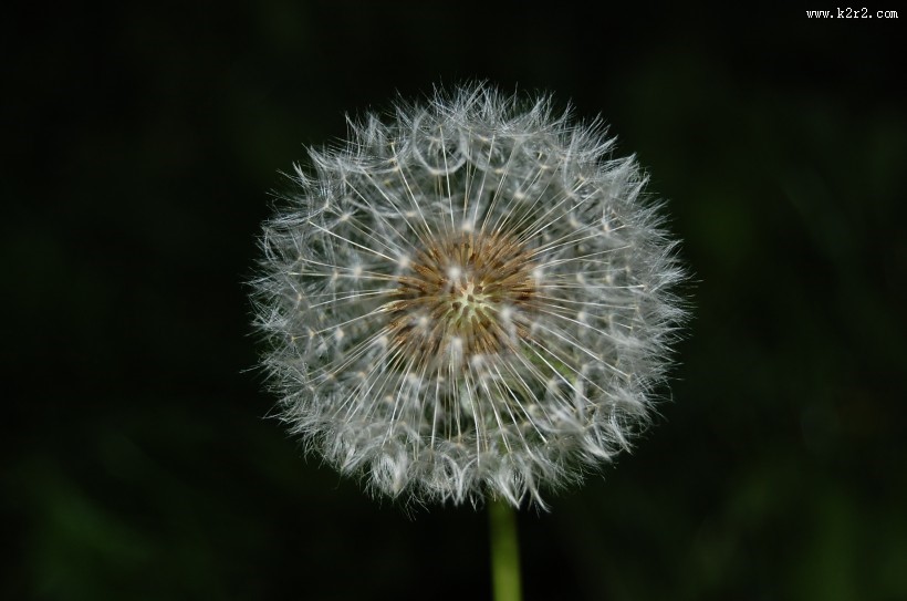 毛绒绒的蒲公英图片大全