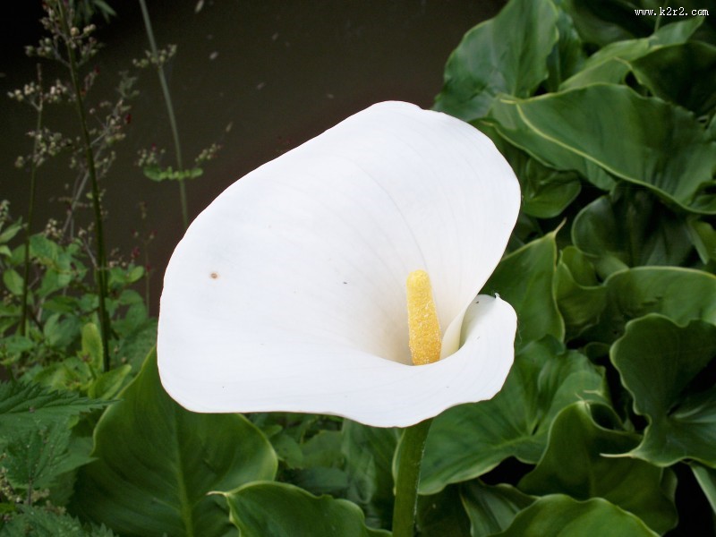 白色的马蹄莲图片