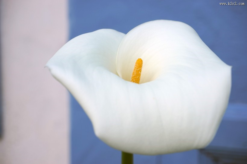 白色的马蹄莲图片