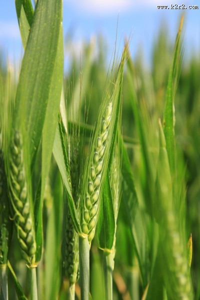绿色的小麦图片大全