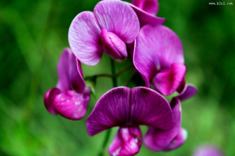 淡雅的兰花图片