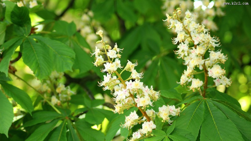 七叶树花图片