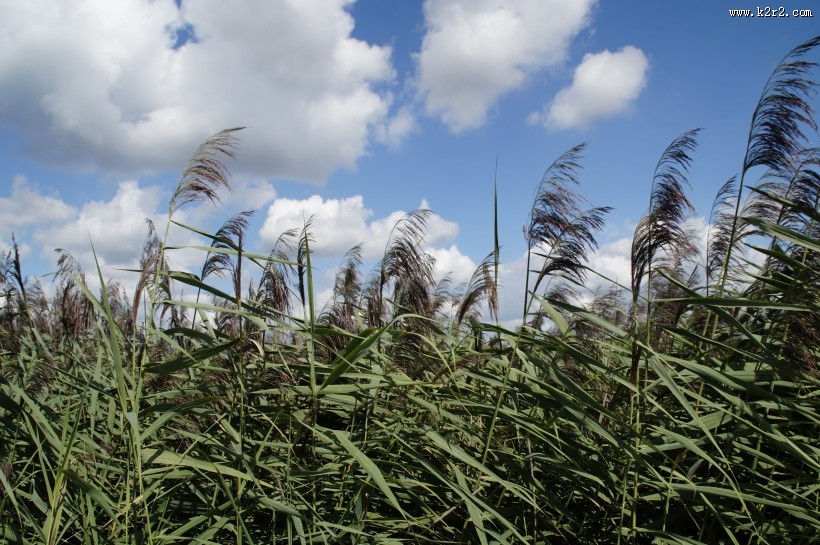漂亮的芦苇丛图片大全