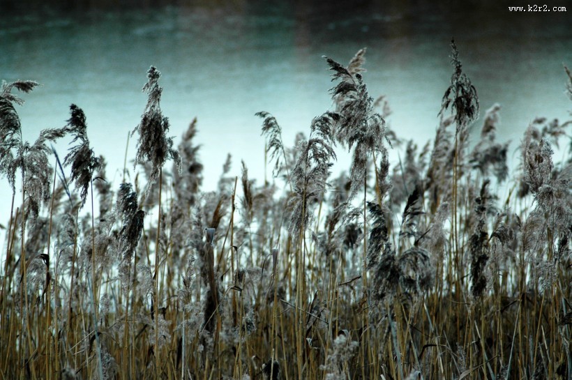 漂亮的芦苇丛图片大全