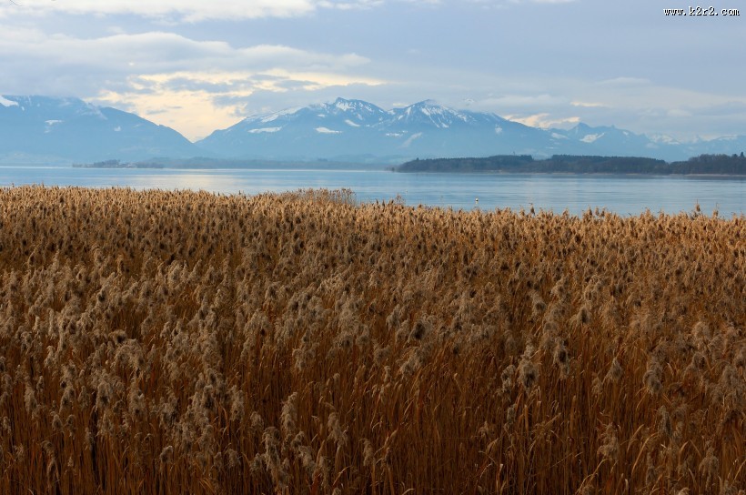 漂亮的芦苇丛图片大全