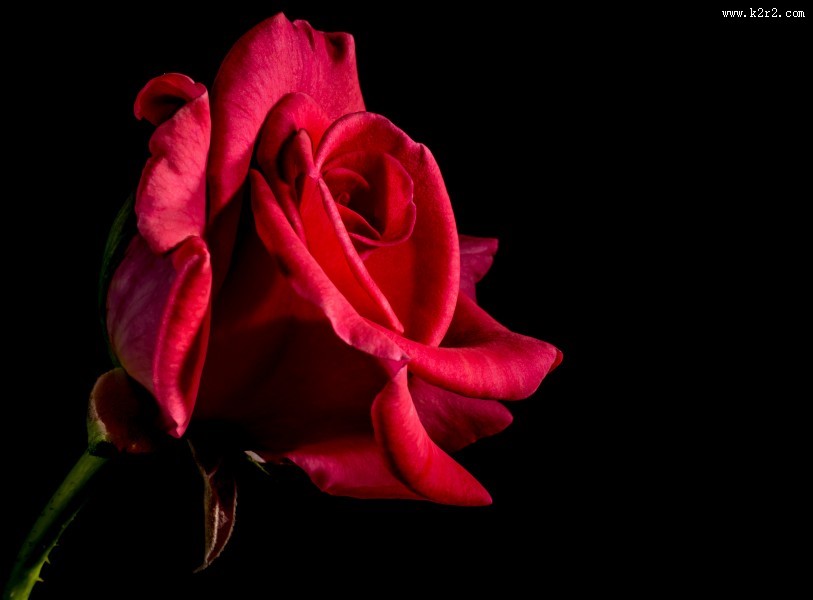 一朵红色的玫瑰图片