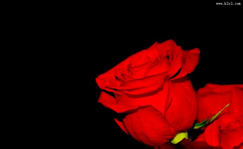 一朵红色的玫瑰图片