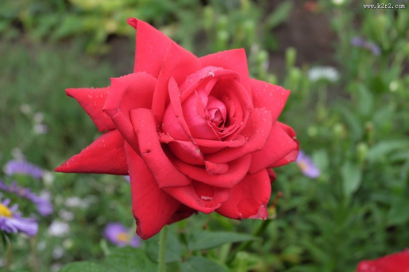 一朵红色的玫瑰图片