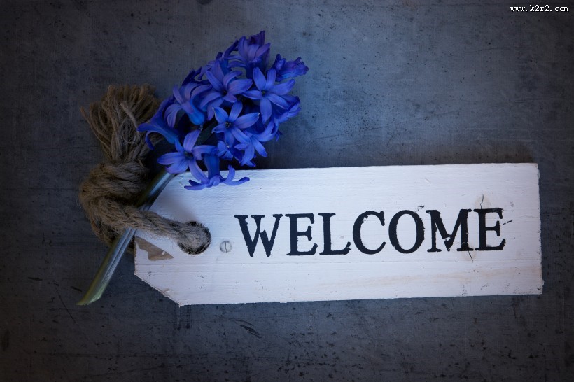 优雅的一支风信子图片