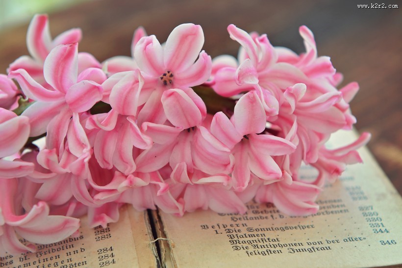 书本上的唯美粉色风信子摄影图片