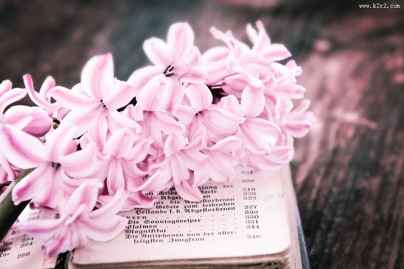 书本上的唯美粉色风信子摄影图片