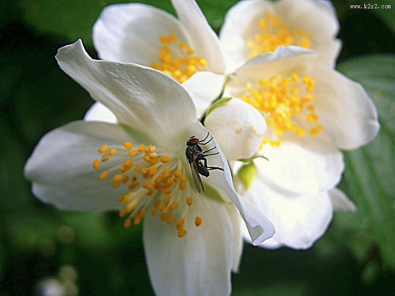 清新的茉莉花图片
