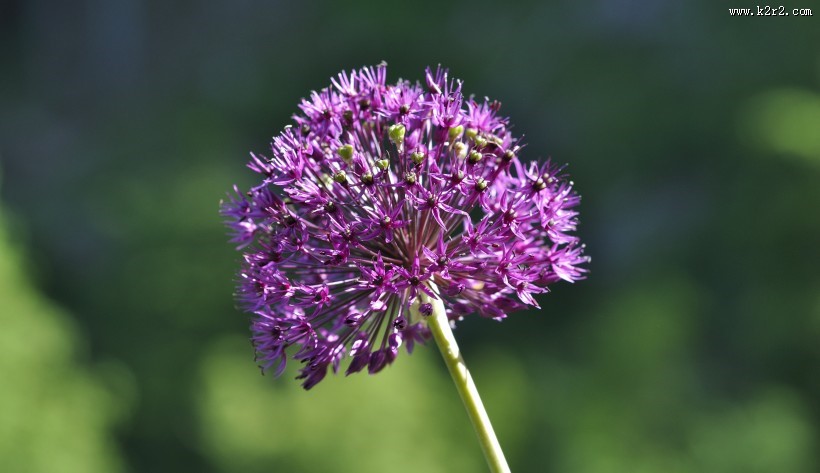 美丽的紫色葱花图片