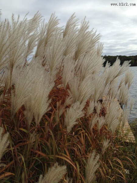 秋日萧瑟的芦苇丛图片