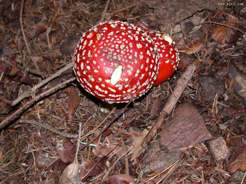 颜色鲜艳的毒蘑菇图片大全