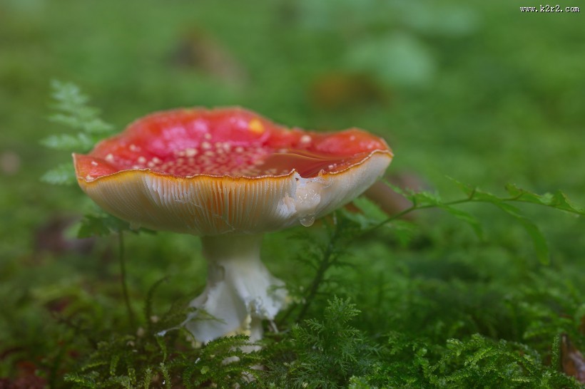 颜色鲜艳的毒蘑菇图片大全