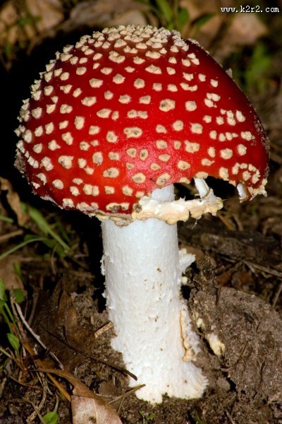 红色毒蝇伞毒蘑菇图片