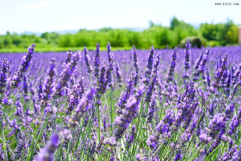 紫色的薰衣草花田图片