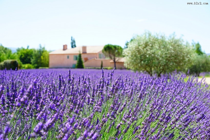 紫色的薰衣草花田图片