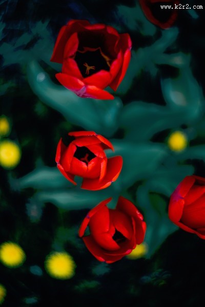 妖艳的红玫瑰图片