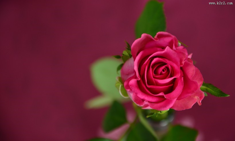 妖艳的红玫瑰图片