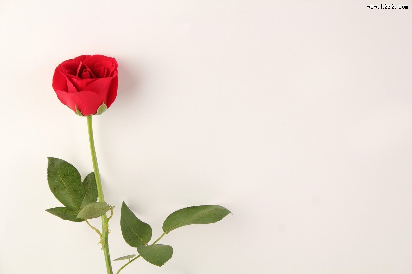 妖艳的红玫瑰图片