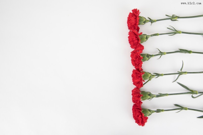 热情似火的红色康乃馨图片