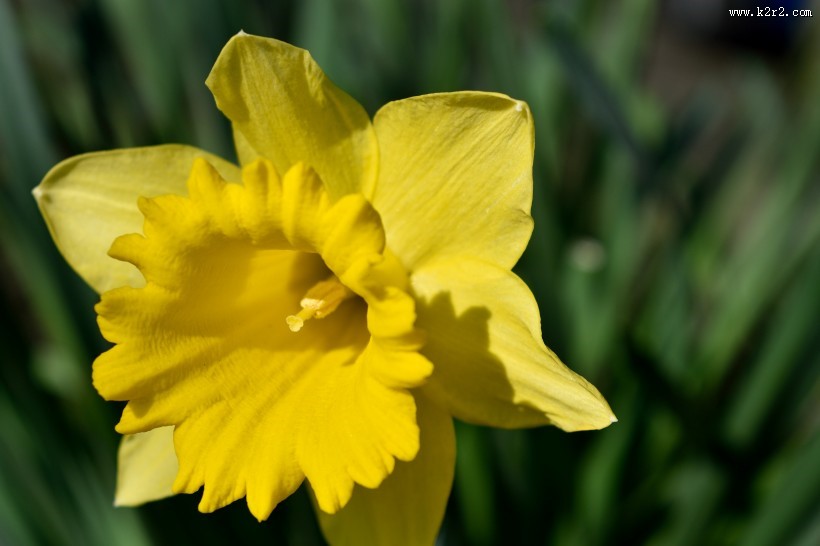 黄色水仙花图片大全