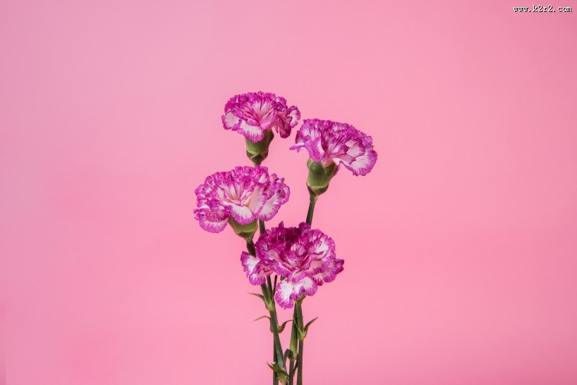 母亲节鲜花康乃馨图片