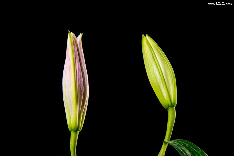黑色背景的百合花图片大全