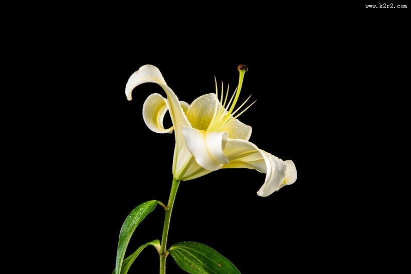 黑色背景的百合花图片大全